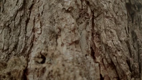 Close-up shot of larch tree trunks. slow camera movement along tree trunks Video stock 140296231