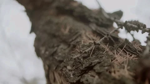 Close-up shot of larch tree trunks. slow camera movement along tree trunks Stock-Footage 140296248