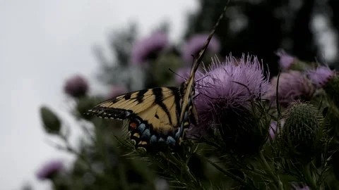 Close up shot of a large butterfly getting much needed nectar. Video stock 324763915