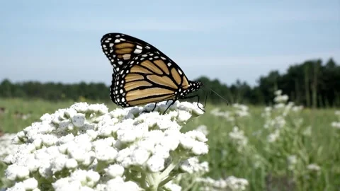 Close up shot of a large butterfly on a white flower. Video stock 324764230