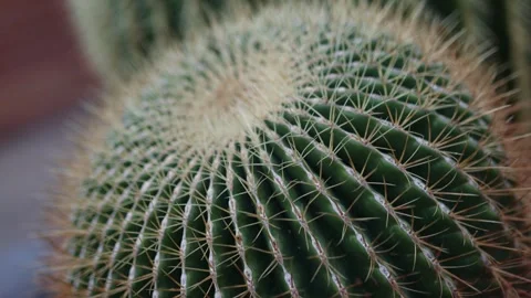 Close up shot of large cactus plants Video stock 265939383