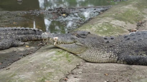 A close-up shot of a large crocodile lying on the ground. Stock Footage 326772088