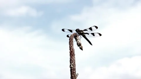 Close up shot of a large dragonfly leaving and returing from its perch. Stock-Footage 324763029