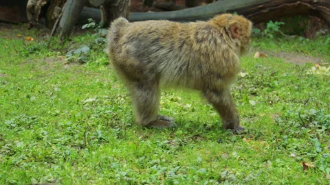 Close up shot of a large fluffy Barbary macaque, it smells the air, looks around Video stock 310754972