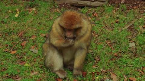 Close up shot of a large fluffy monkey sitting in the middle of a forest Stock Footage 310755586