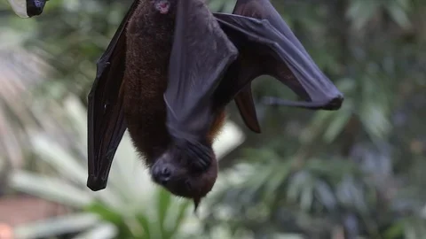 Close shot with the Large fruit bat hanging on a branch in the forest. The Stock Footage 116082367