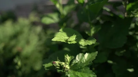 Close-up shot of a large green grasshopper sitting on a green leaf Stock Footage 169789800