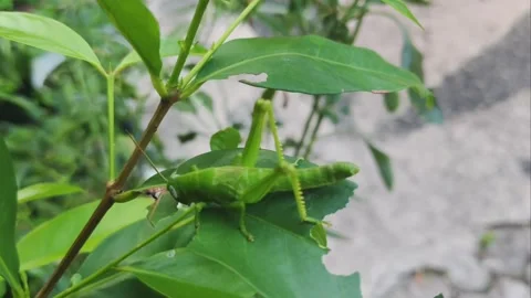 ​A close-up shot of a large green grasshopper eating leaves on a bush Stock Footage 335710625