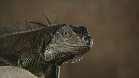 Close up shot of large iguana lying home Stock Footage 295022108