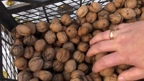 A close-up shot of a large quantity of freshly harvested, unshelled walnuts.. Stock Footage 323176663