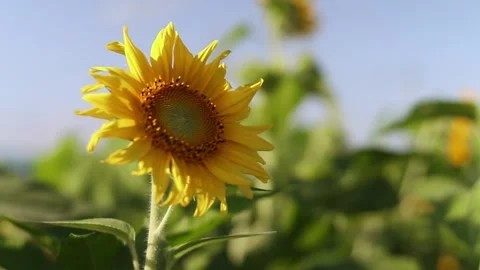 Close up shot of a large sunflower Stock Footage 246569152