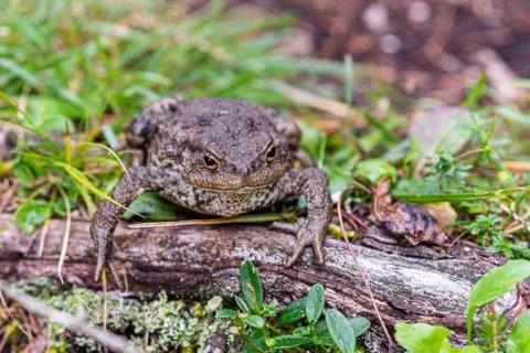 Close up shot of a large toad resting on a wooden trunk Stock Photos