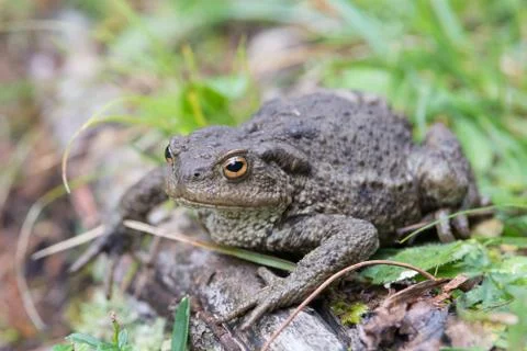Close up shot of a large toad resting on a wooden trunk Foto stock