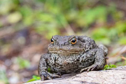 Close up shot of a large toad resting on a wooden trunk Stock Photos