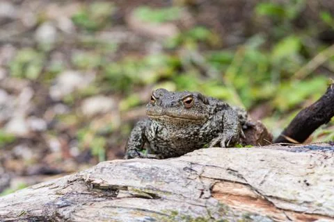 Close up shot of a large toad resting on a wooden trunk Stock Photos