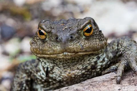 Close up shot of a large toad resting on a wooden trunk Stock Photos