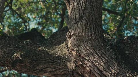Close-Up Shot of Large Tree Branch with Blue Sky Stock Footage 281524135