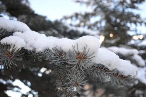 Close up shot of large tree with snow on branches Stock Photos