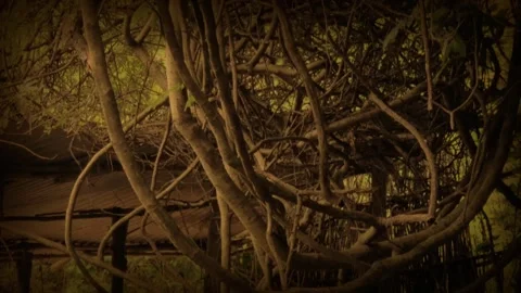 Close-up shot of a large tree's twisting aerial roots Stock Footage 318596388