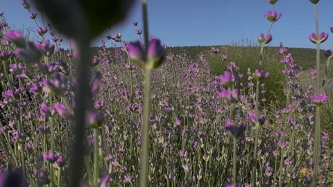 Close up shot of lavender flowers Stock Footage 249764918