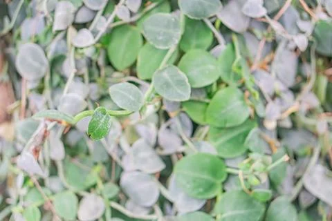 Close-up shot of a leaf on foliage, different shades of green suggest vario.. Foto stock