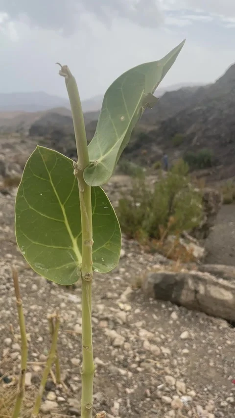 Close shot of a leaf Stock Footage 280242678
