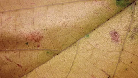 Close up shot of a leaf in full autumn Video stock 150808927