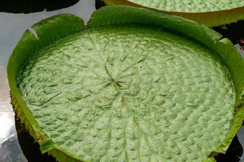 A close-up shot of the leaf texture of a giant lotus leaf Stock Photos