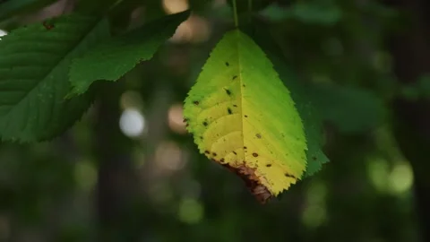 Close up shot of a leaf turning yellow in early autumn season Stock Footage 250484492