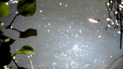 Close-up shot of leaves and the surface of water, sun light reflect in water Stock Footage 327703639