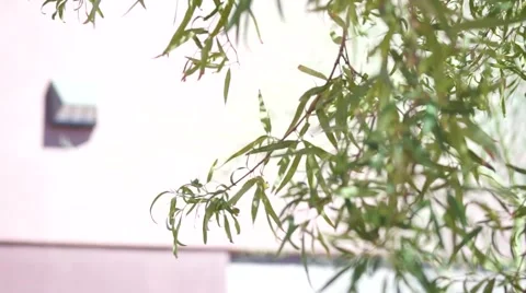 Close-up Shot of Leaves Blowing Stock Footage 40300830