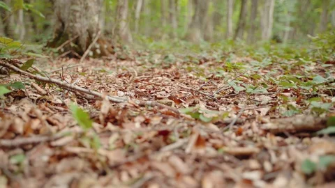 Close up shot of leaves in the  forest Stock Footage 112327147