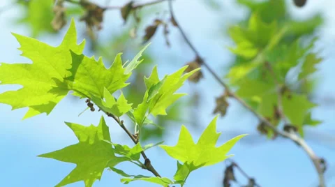 Close-up shot on the leaves moving with a light breeze under sunlight Stock Footage 37753232