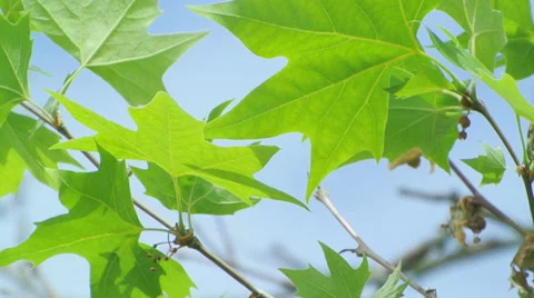 Close-up shot on the leaves moving with a light breeze under sunlight 스톡 동영상 37798042