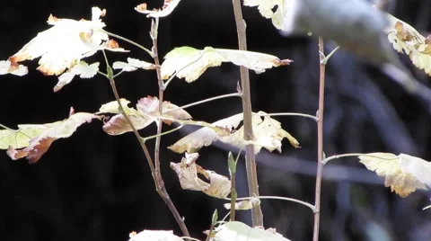 Close up shot of leaves rustling in the distance Stock Footage 43967981