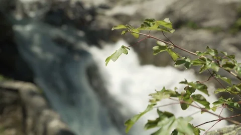 Close up shot of leaves with a waterfall in the background, Cauterets, France Stock Footage 102155899