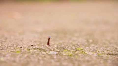 Close up shot of leech searching of pray by looking around Stock Footage 239334125