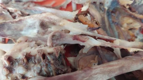 Close up shot of leftover chicken bone scraps on red plate after meal Vídeo Stock 346304922