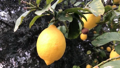 Close Up Shot of a Lemon on a Tree vs Olive Tree leafs at background Stock Footage 100405918