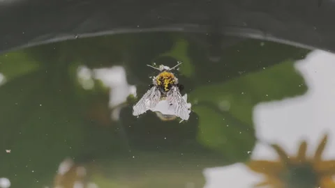 Close up shot of a lifeless bumblebee covered in yellow pollen, gently resting Stock Footage 345969924