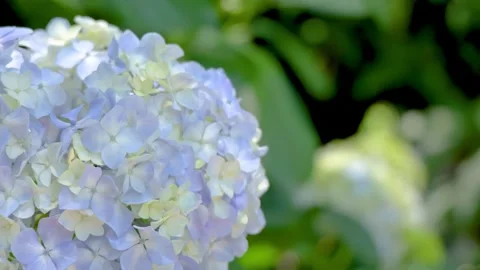 A close-up shot of Light Blue Hydrangea Flowers. Видео 336242560
