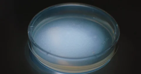 Close up shot of light turning on under a petri dish during a laboratory work. Stock Footage 120988629