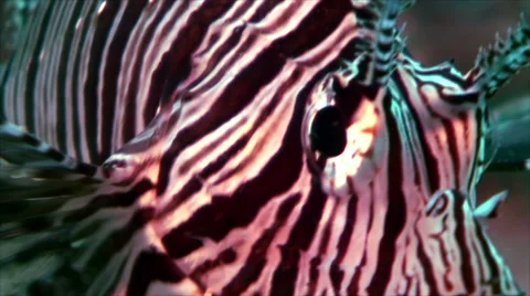 Close shot of lion fish head, red sea Video stock 43211949