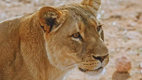 A close up shot of a lion looking at the camera in the zoo Foto stock