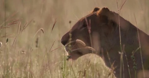 Close up shot of a lioness's head observing a glowing savanna Stock Footage 295289521