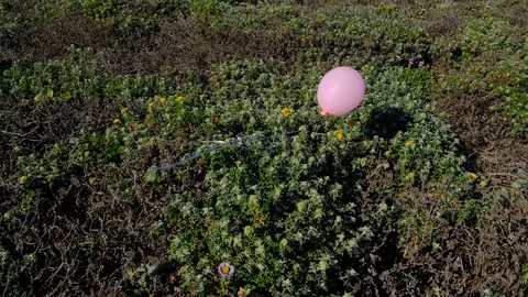 Close shot of littered balloon blowing in wind stuck in scenic coastal bluff Vidéo 107954694