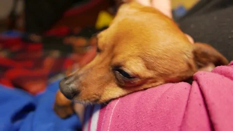 Close up shot of little cute doggy. 4K UHD 動画素材 73111653