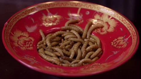 Close up shot of live mealworms on a red plate. Stock Footage 73174166