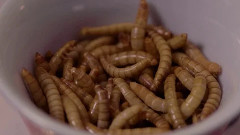 Close up shot of live mealworms in a small white bowl Stock Footage 73098327