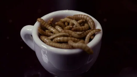 Close up shot of live mealworms in a tea cup Stock Footage 73173997
